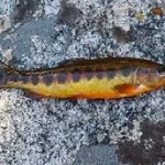 a small fish with a slender body lies on a rough gray rock or concrete surface the fish has dark vertical markings along its sides and a light colored belly